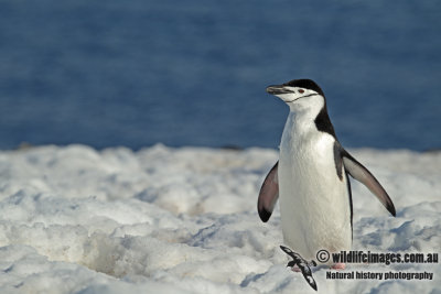 Chinstrap Penguin a0126.jpg