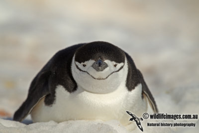 Chinstrap Penguin a0133.jpg
