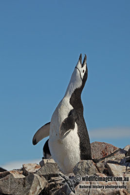 Chinstrap Penguin a0142.jpg