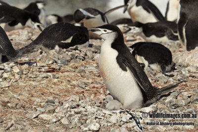 Chinstrap Penguin a0201.jpg