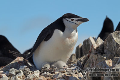 Chinstrap Penguin a0302.jpg