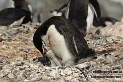 Chinstrap Penguin a0316.jpg