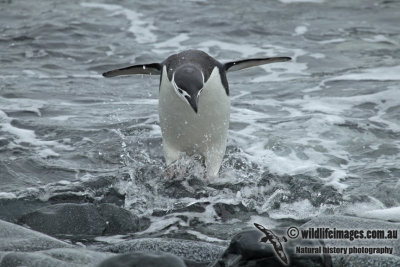 Chinstrap Penguin a1398.jpg