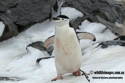 Chinstrap Penguin a1410.jpg