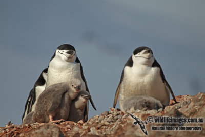 Chinstrap Penguin a2660.jpg