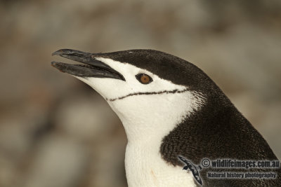 Chinstrap Penguin a2675.jpg