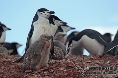 Chinstrap Penguin a2703.jpg