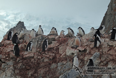 Chinstrap Penguin a2705.jpg