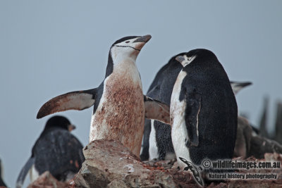 Chinstrap Penguin a2828.jpg