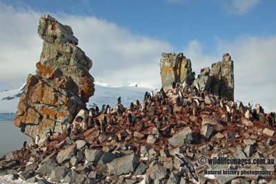 Chinstrap Penguin a4871.jpg