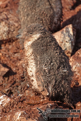 Chinstrap Penguin a4876.jpg