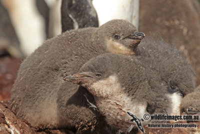 Chinstrap Penguin a5049.jpg