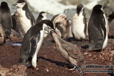 Chinstrap Penguin a5054.jpg