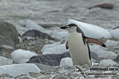 Chinstrap Penguin a7836.jpg
