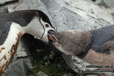 Chinstrap Penguin a7954.jpg