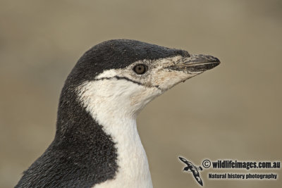 Chinstrap Penguin a8204.jpg