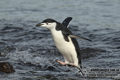 Chinstrap Penguin a8248.jpg