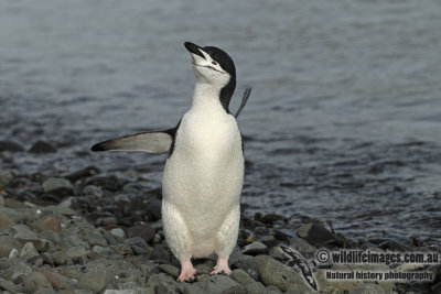 Chinstrap Penguin a8274.jpg