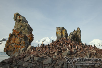 Chinstrap Penguin a8297.jpg