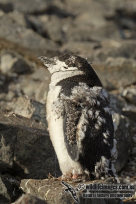 Chinstrap Penguin a8312.jpg