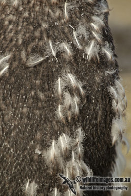 Chinstrap Penguin a8316.jpg
