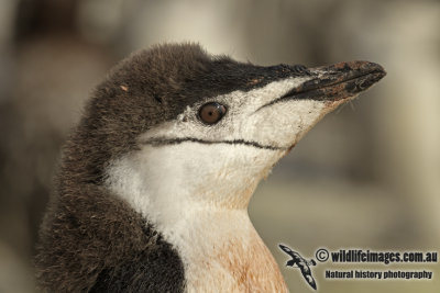 Chinstrap Penguin a8322.jpg