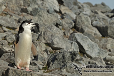 Chinstrap Penguin a8392.jpg