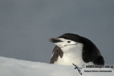Chinstrap Penguin a8400.jpg
