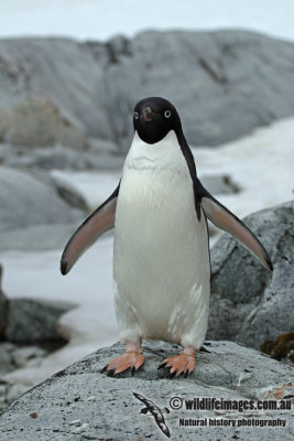 Adelie Penguin a0826.jpg