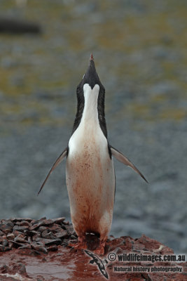 Adelie Penguin a5837.jpg