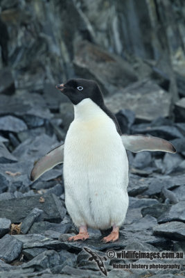 Adelie Penguin a5886.jpg
