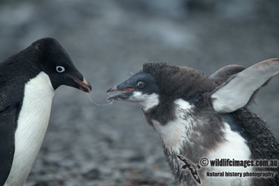 Adelie Penguin a5960.jpg