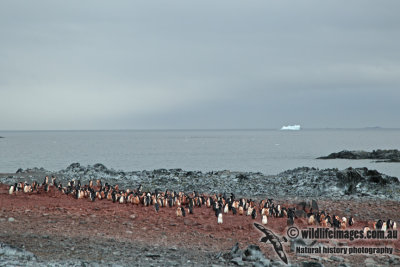 Adelie Penguin a7366.jpg