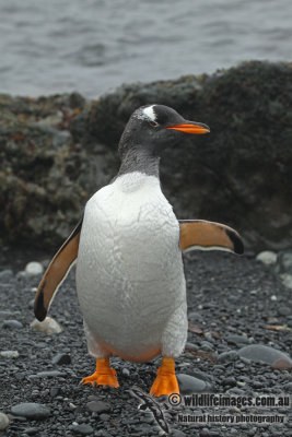 Gentoo Penguin a0002.jpg