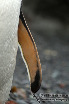 Gentoo Penguin a0014.jpg