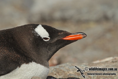 Gentoo Penguin a0652.jpg