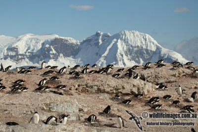 Gentoo Penguin a1638.jpg