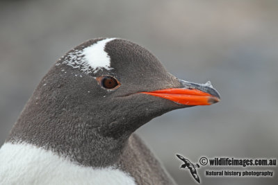 Gentoo Penguin a1789.jpg