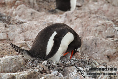 Gentoo Penguin a1849.jpg