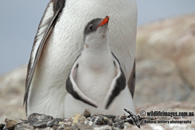 Gentoo Penguin a2142.jpg