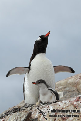 Gentoo Penguin a2156.jpg