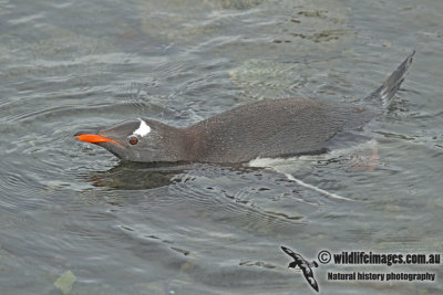 Gentoo Penguin a2573.jpg