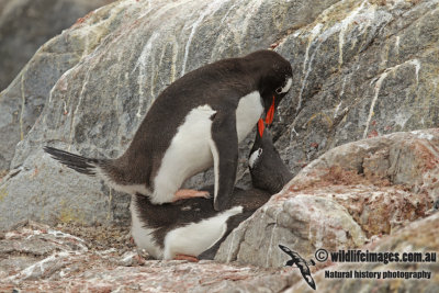 Gentoo Penguin a2612.jpg