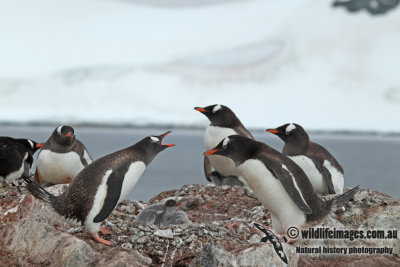 Gentoo Penguin a3022.jpg