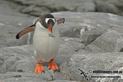 Gentoo Penguin a4381.jpg