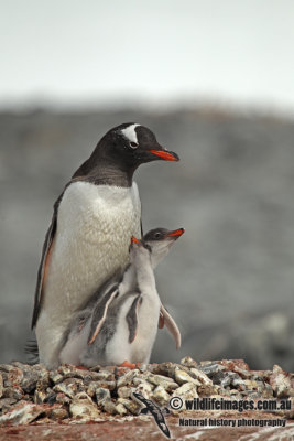 Gentoo Penguin a4406.jpg