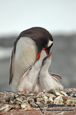 Gentoo Penguin a4472.jpg