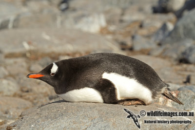 Gentoo Penguin a4491.jpg