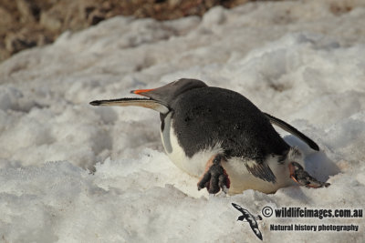 Gentoo Penguin a4657.jpg