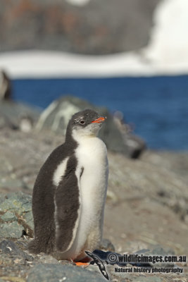 Gentoo Penguin a6721.jpg